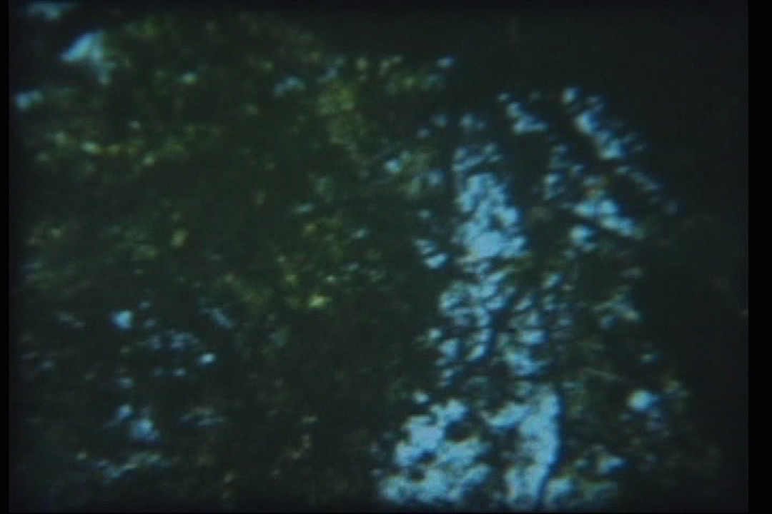 TreesGreenBlue.1280x720jpg